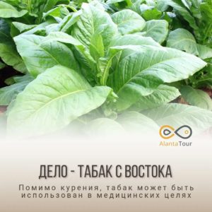 Турецкий табак