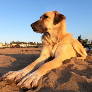 Анатолийская овчарка или сивасский кангал