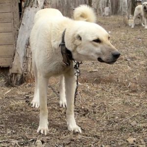 Анатолийская овчарка или сивасский кангал