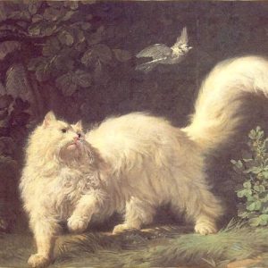 Ангорская кошка или турецкая ангора