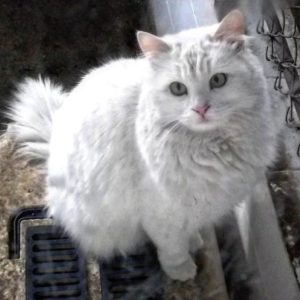 Ангорская кошка или турецкая ангора