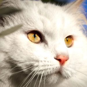 Ангорская кошка или турецкая ангора