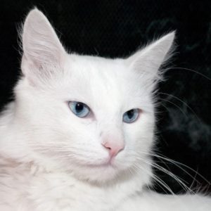 Ангорская кошка или турецкая ангора